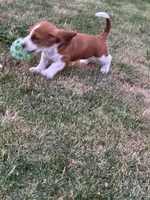Cinnamon , a female Basset Hound for sale in Omak, WA – 8 of 10