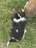 Rosemary, a female Basset Hound for sale in Omak, WA – 2 of 7