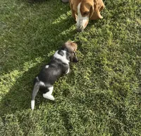 Rosemary, a female Basset Hound for sale in Omak, WA – 5 of 7