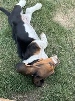 Rosemary, a female Basset Hound for sale in Omak, WA – 5 of 10