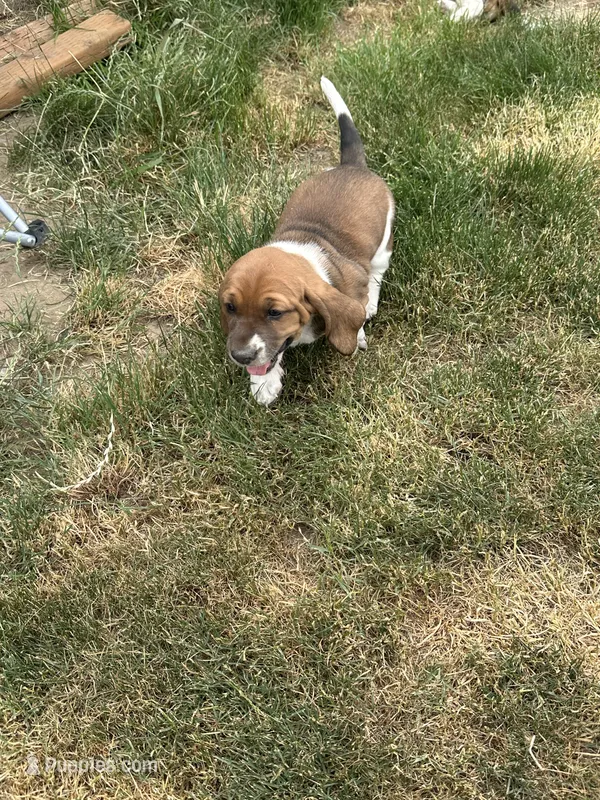 Pepper – Basset Hound puppy for sale in Omak, WA