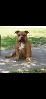 Yogi, a male American Bully for sale in Temple, TX – Photo 6 of 10