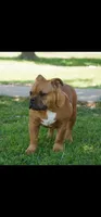 Yogi, a male American Bully for sale in Temple, TX – Photo 3 of 10
