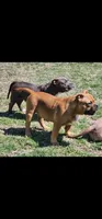 Yogi, a male American Bully for sale in Temple, TX – Photo 7 of 10
