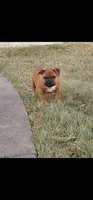 Yogi, a male American Bully for sale in Temple, TX – Photo 9 of 10