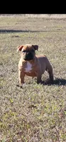 Yogi, a male American Bully for sale in Temple, TX – Photo 10 of 10