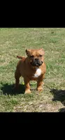 Yogi, a male American Bully for sale in Temple, TX – Photo 2 of 10