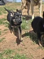 Dutchess , a female German Shepherd Dog for sale in Burkburnett, TX – Photo 2 of 2
