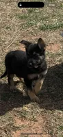 Dutchess , a female German Shepherd Dog for sale in Burkburnett, TX – Photo 1 of 2