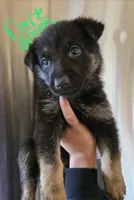 Toad, a male German Shepherd Dog for sale in Burkburnett, TX – Photo 5 of 5
