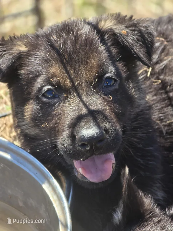 Toad – German Shepherd Dog puppy for sale in Asher, OK