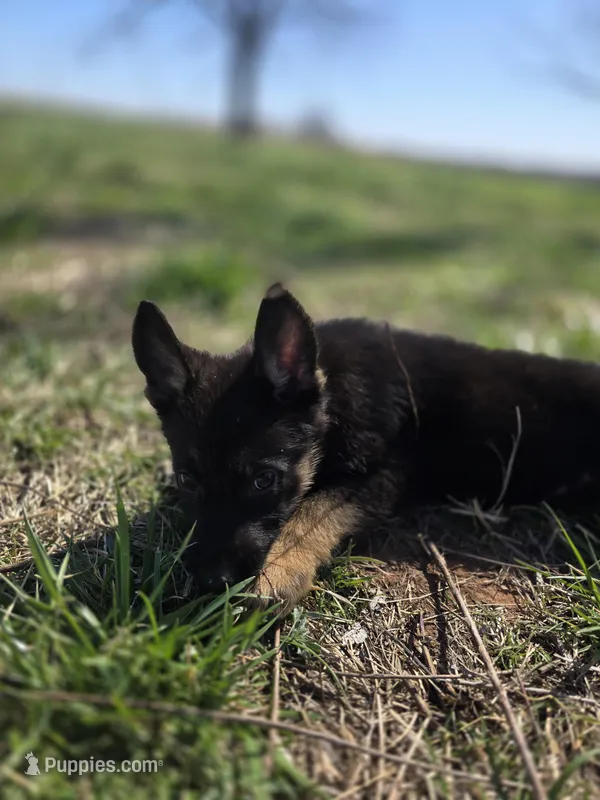 Toad – German Shepherd Dog puppy for sale in Asher, OK