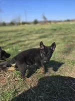 Toad, a male German Shepherd Dog for sale in Burkburnett, TX – Photo 2 of 5