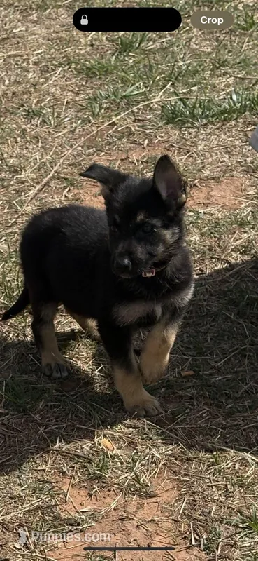 Cindy – German Shepherd Dog puppy for sale in Asher, OK
