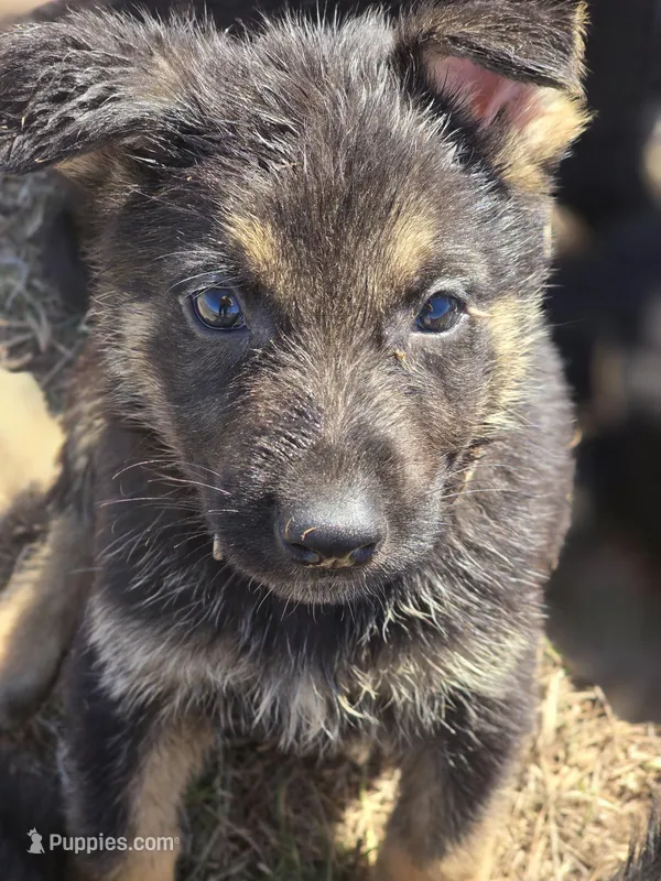 Cindy – German Shepherd Dog puppy for sale in Asher, OK