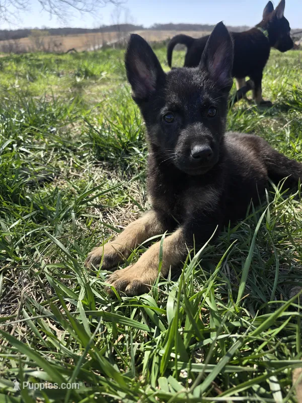 Titan – German Shepherd Dog puppy for sale in Burkburnett, TX