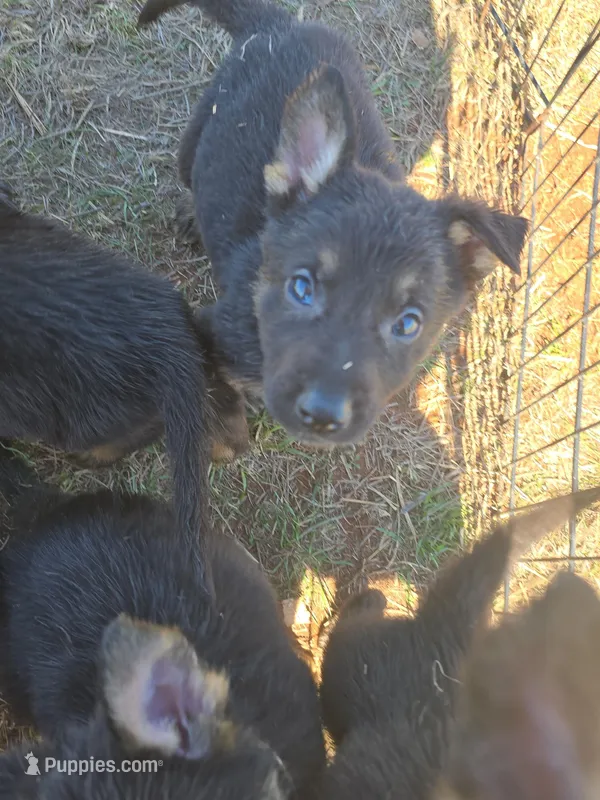 Fleetwood mac – German Shepherd Dog puppy for sale in Asher, OK