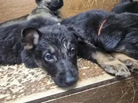 Fleetwood mac, a male German Shepherd Dog for sale in Asher, OK – Photo 1 of 2