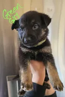 Shirley, a female German Shepherd Dog for sale in Burkburnett, TX – Photo 3 of 4