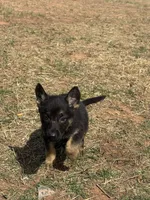 Shirley, a female German Shepherd Dog for sale in Burkburnett, TX – Photo 2 of 4