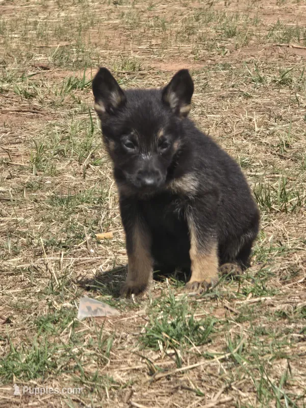 Shirley – German Shepherd Dog puppy for sale in Burkburnett, TX
