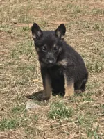 Shirley, a female German Shepherd Dog for sale in Burkburnett, TX – Photo 1 of 4