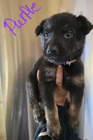 Bonnie, a female German Shepherd Dog for sale in Asher, OK – Photo 2 of 2