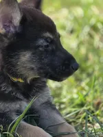 Kurt Cobain , a male German Shepherd Dog for sale in Burkburnett, TX – Photo 2 of 5
