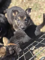 Kurt Cobain , a male German Shepherd Dog for sale in Burkburnett, TX – Photo 4 of 5