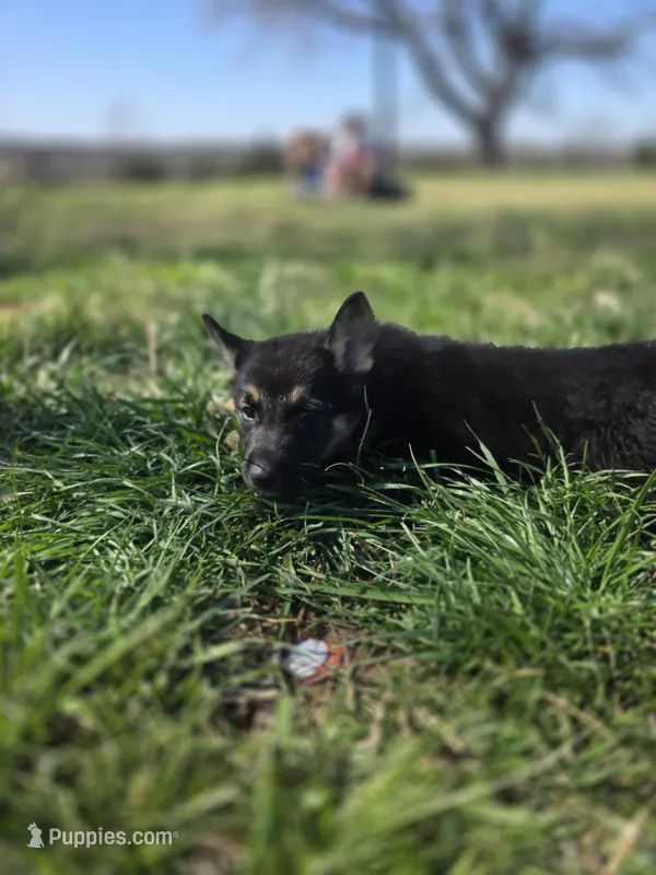 Kurt Cobain  – German Shepherd Dog puppy for sale in Asher, OK