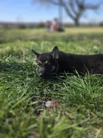 Kurt Cobain , a male German Shepherd Dog for sale in Burkburnett, TX – Photo 1 of 5