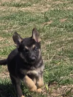 Kurt Cobain , a male German Shepherd Dog for sale in Burkburnett, TX – Photo 3 of 5