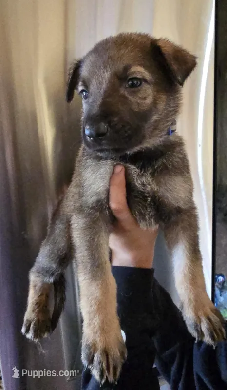 Titan – German Shepherd Dog puppy on hold in Asher, OK
