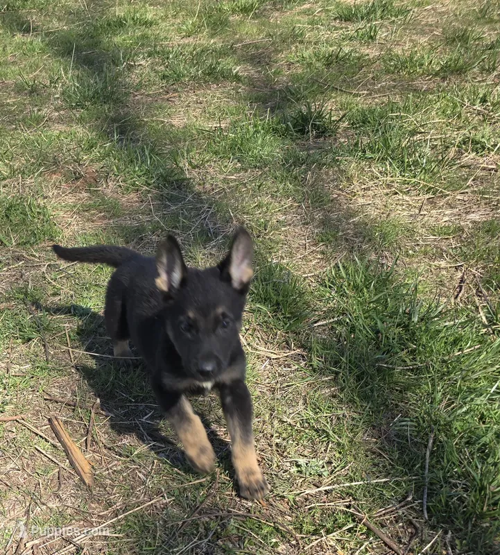 King – German Shepherd Dog puppy for sale in Burkburnett, TX