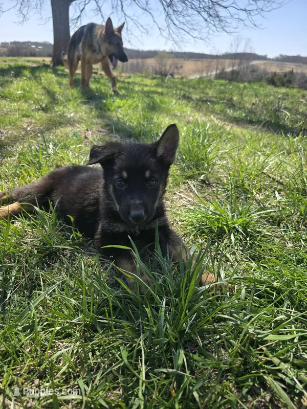 Mick Jagger – German Shepherd Dog puppy for sale in Burkburnett, TX