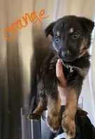 Mick Jagger, a male German Shepherd Dog for sale in Burkburnett, TX – Photo 3 of 3