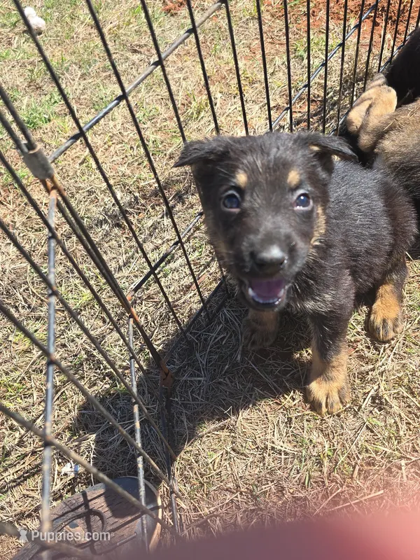 Mick Jagger – German Shepherd Dog puppy for sale in Asher, OK