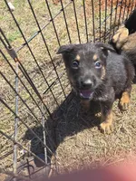 Mick Jagger, a male German Shepherd Dog for sale in Burkburnett, TX – Photo 2 of 3