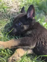 Bruno, a male German Shepherd Dog for sale in Burkburnett, TX – Photo 3 of 3