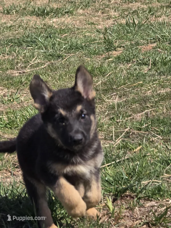 Bruno – German Shepherd Dog puppy for sale in Burkburnett, TX