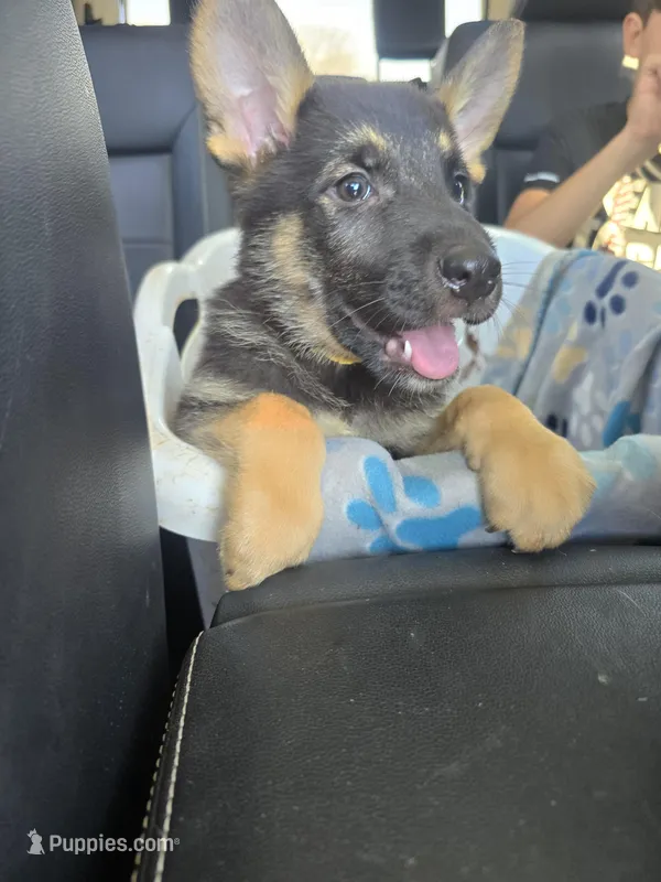 Bruno – German Shepherd Dog puppy for sale in Asher, OK