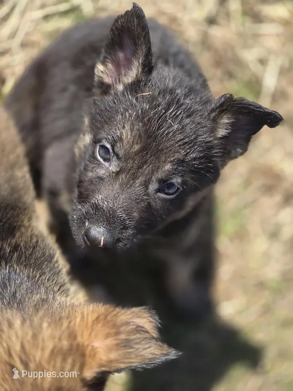 Eddie – German Shepherd Dog puppy for sale in Asher, OK