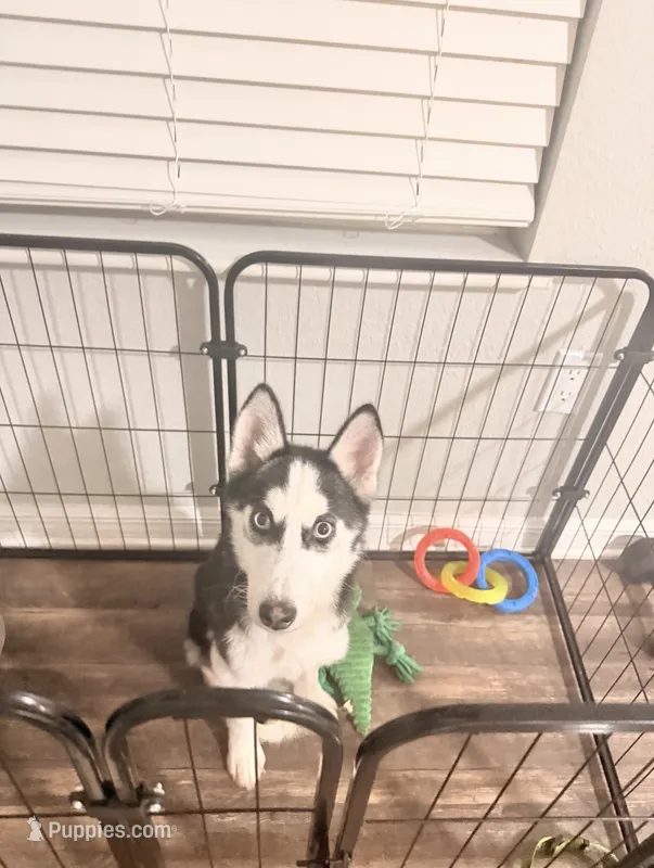 Sophie – Siberian Husky puppy for sale in Ocala, FL