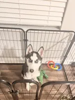 Sophie, a female Siberian Husky for sale in Ocala, FL – 1 of 3