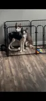 Sophie, a female Siberian Husky for sale in Ocala, FL – 3 of 3