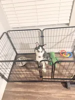 Sophie, a female Siberian Husky for sale in Ocala, FL – 2 of 3