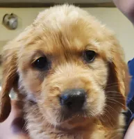 Luna, a female Golden Retriever for sale in Archie, MO – Photo 2 of 2