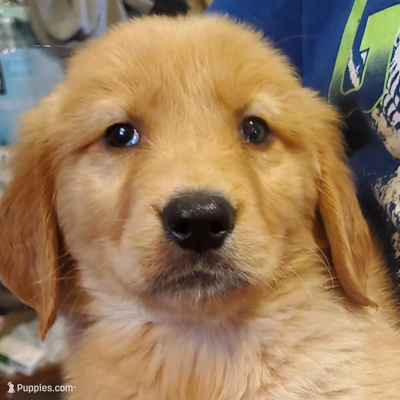 Baby Roy, a male Golden Retriever for sale in Archie, MO – Photo 2 of 2