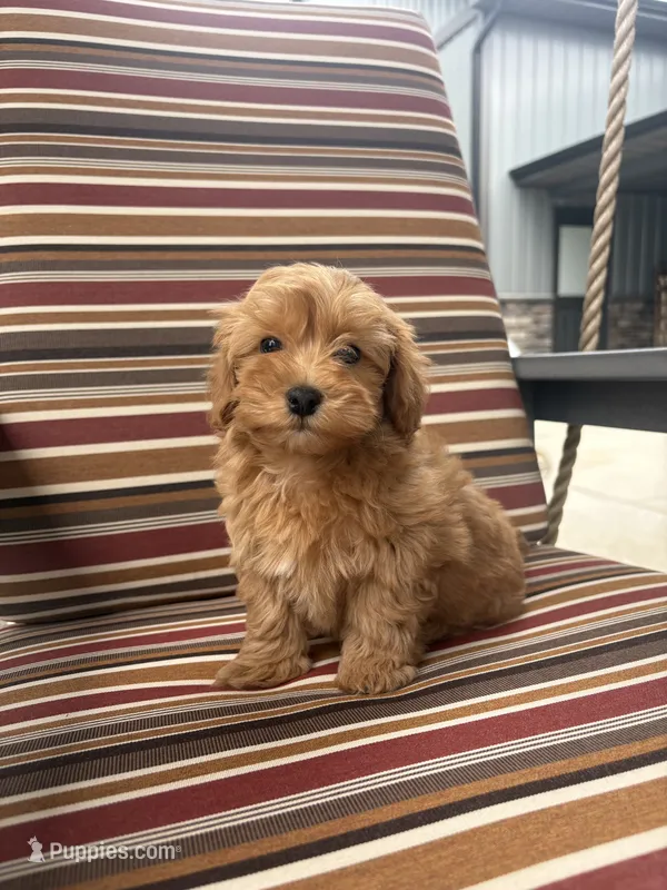 Zoey – Maltese, Poodle - Miniature  puppy for sale in New Haven, IN
