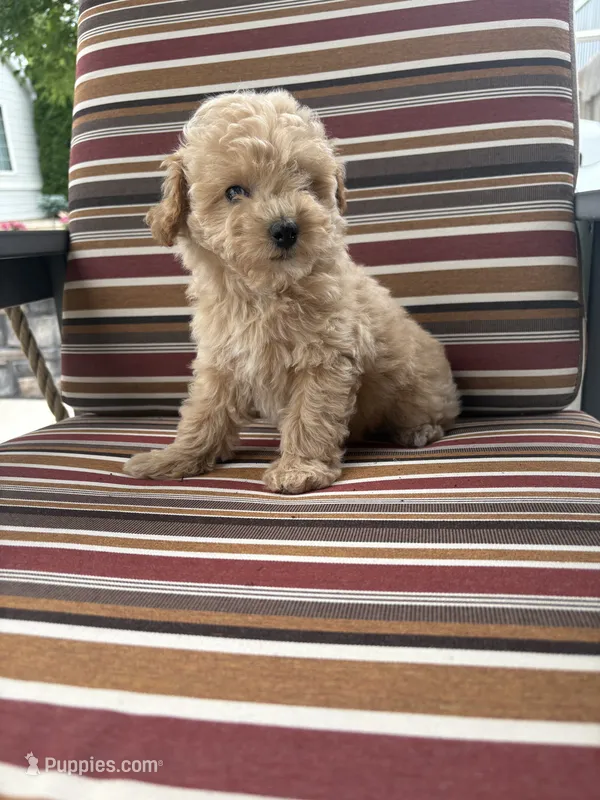 Princess  – Maltese, Poodle - Miniature  puppy for sale in New Haven, IN